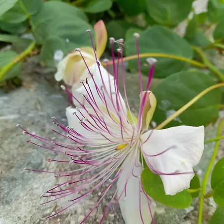 Sea Front In Fisardo Appartamento